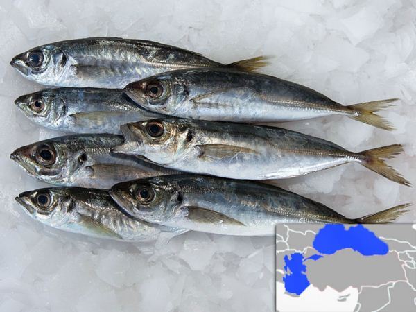 Taze Soğutulmuş Su Ürünleri