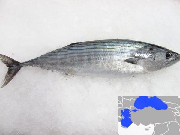 Dondurulmuş Su Ürünleri